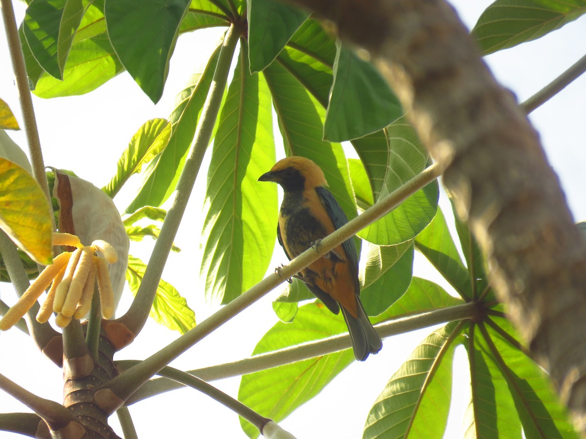Burnished-buff Tanager - ML623415611