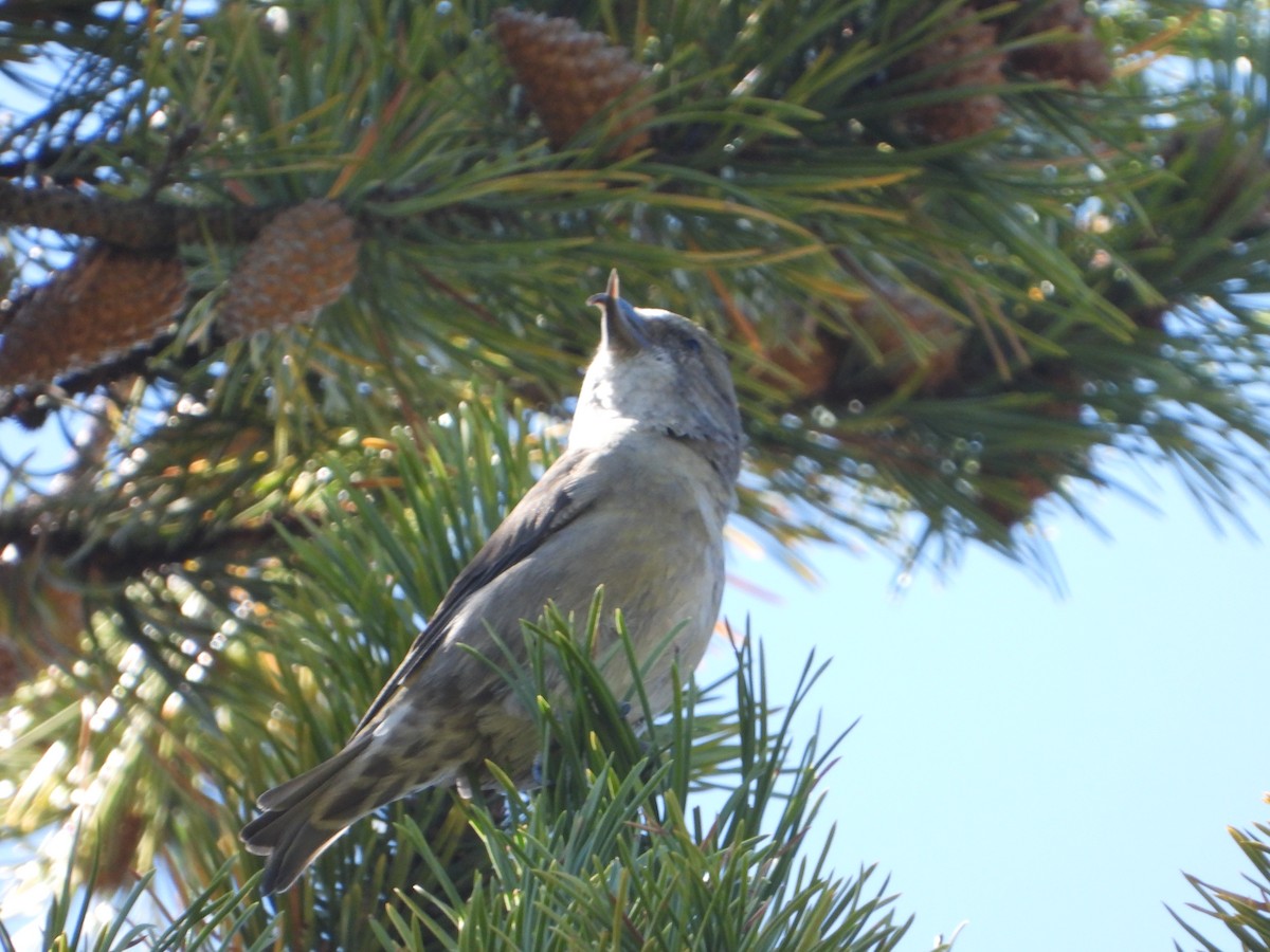 Cassia Crossbill - ML623415653