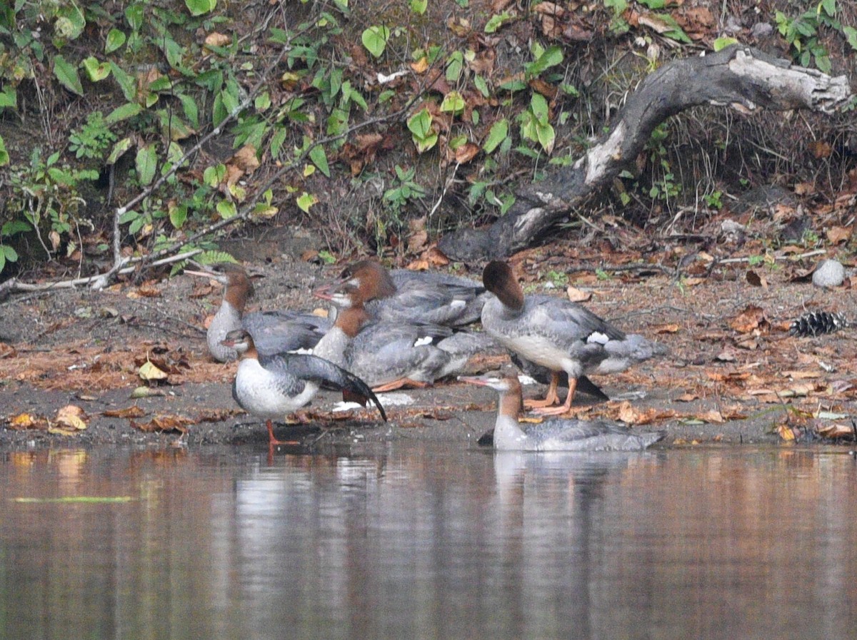 Common Merganser - ML623415666