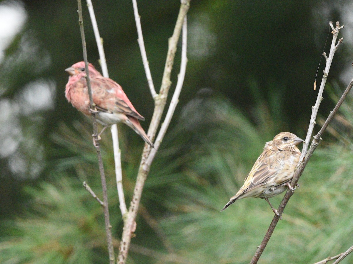 Purple Finch - ML623415672