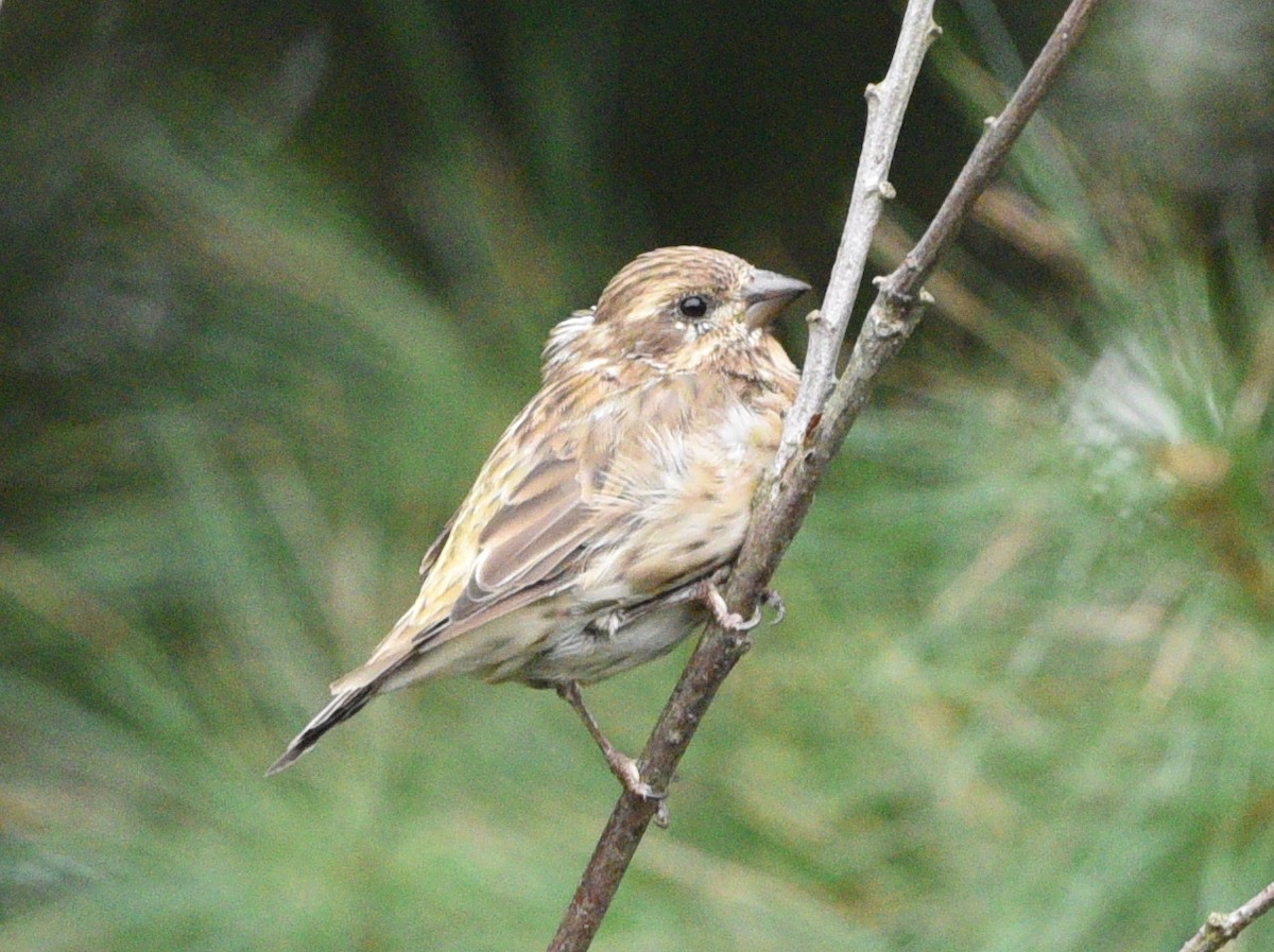 Purple Finch - ML623415700