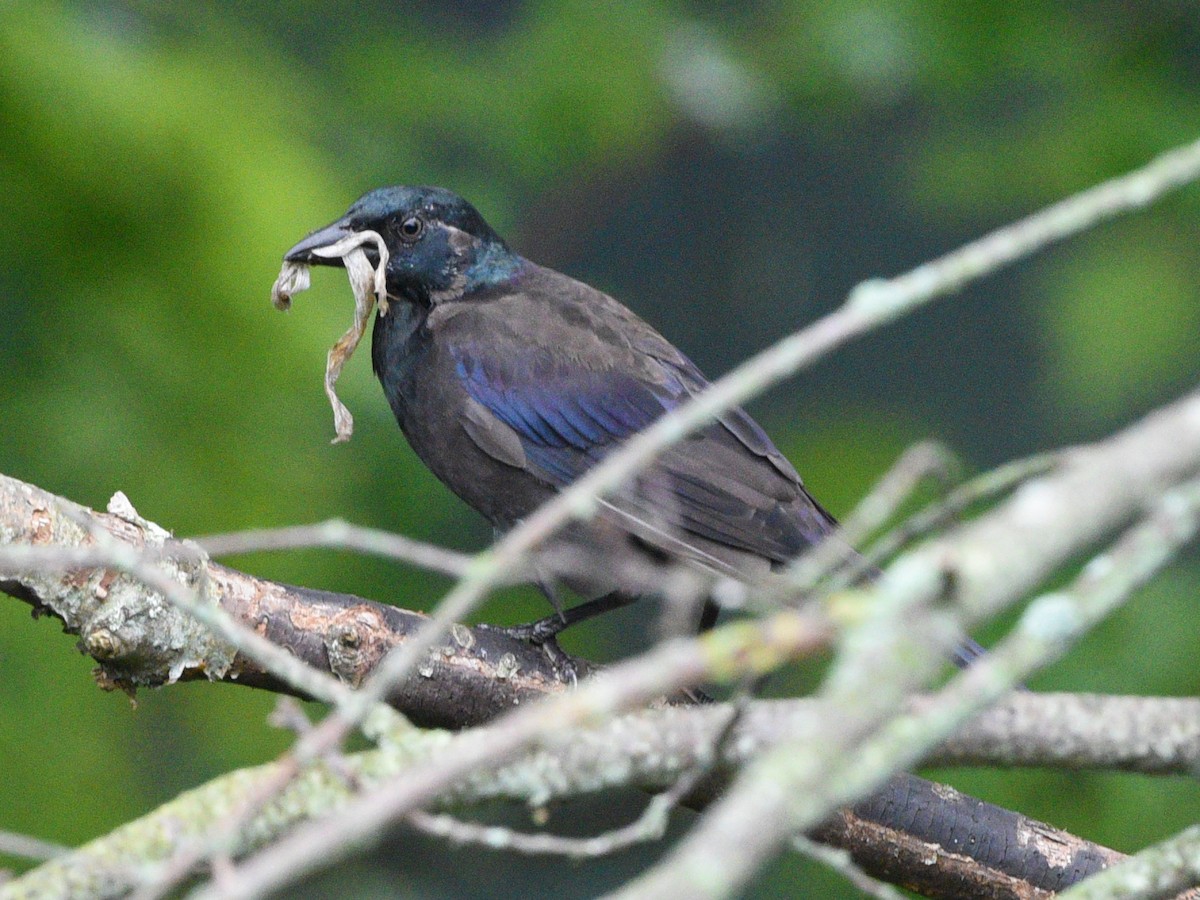 Common Grackle - ML623415707