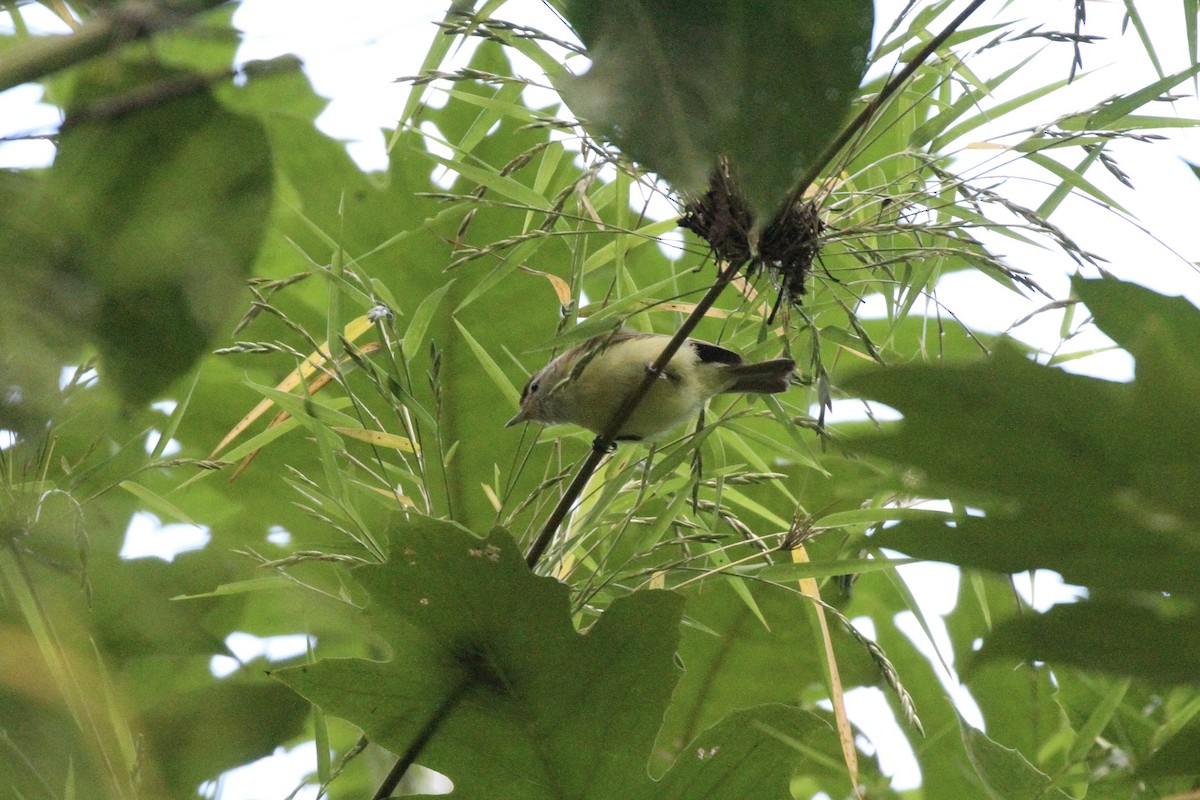 Brown-capped Vireo - ML623415714