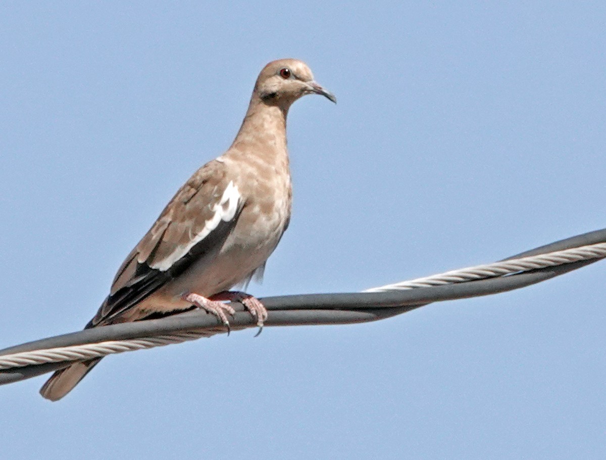 White-winged Dove - ML623415723