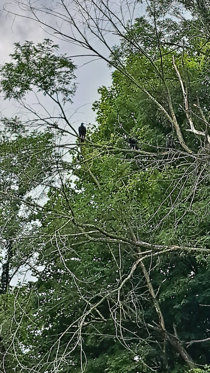 Black Vulture - ML623415725