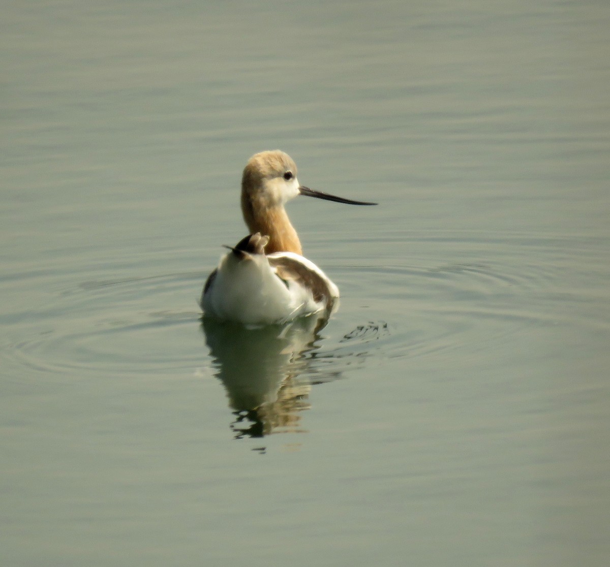 American Avocet - ML623415741