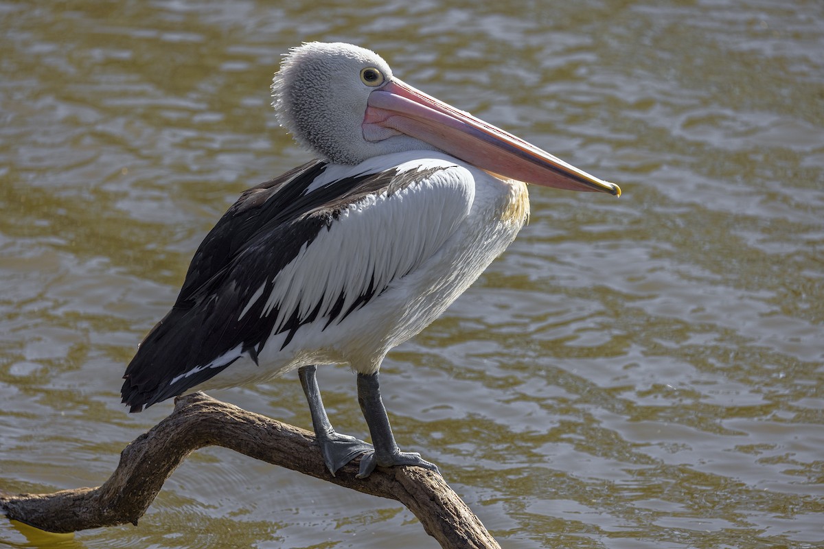 Australian Pelican - ML623415788