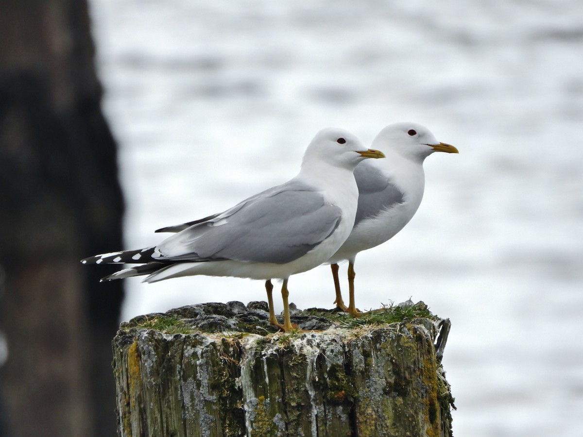 Short-billed Gull - ML623415789