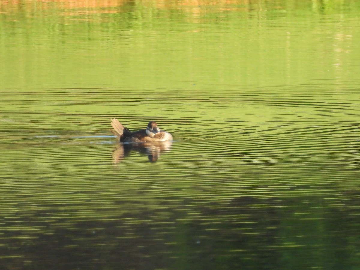 Ruddy Duck - ML623415790