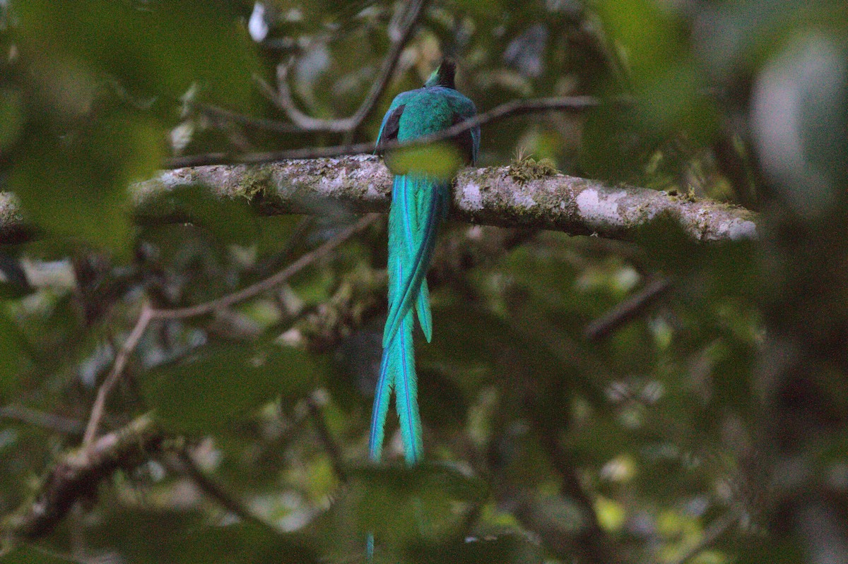 Resplendent Quetzal - Ben Dudek