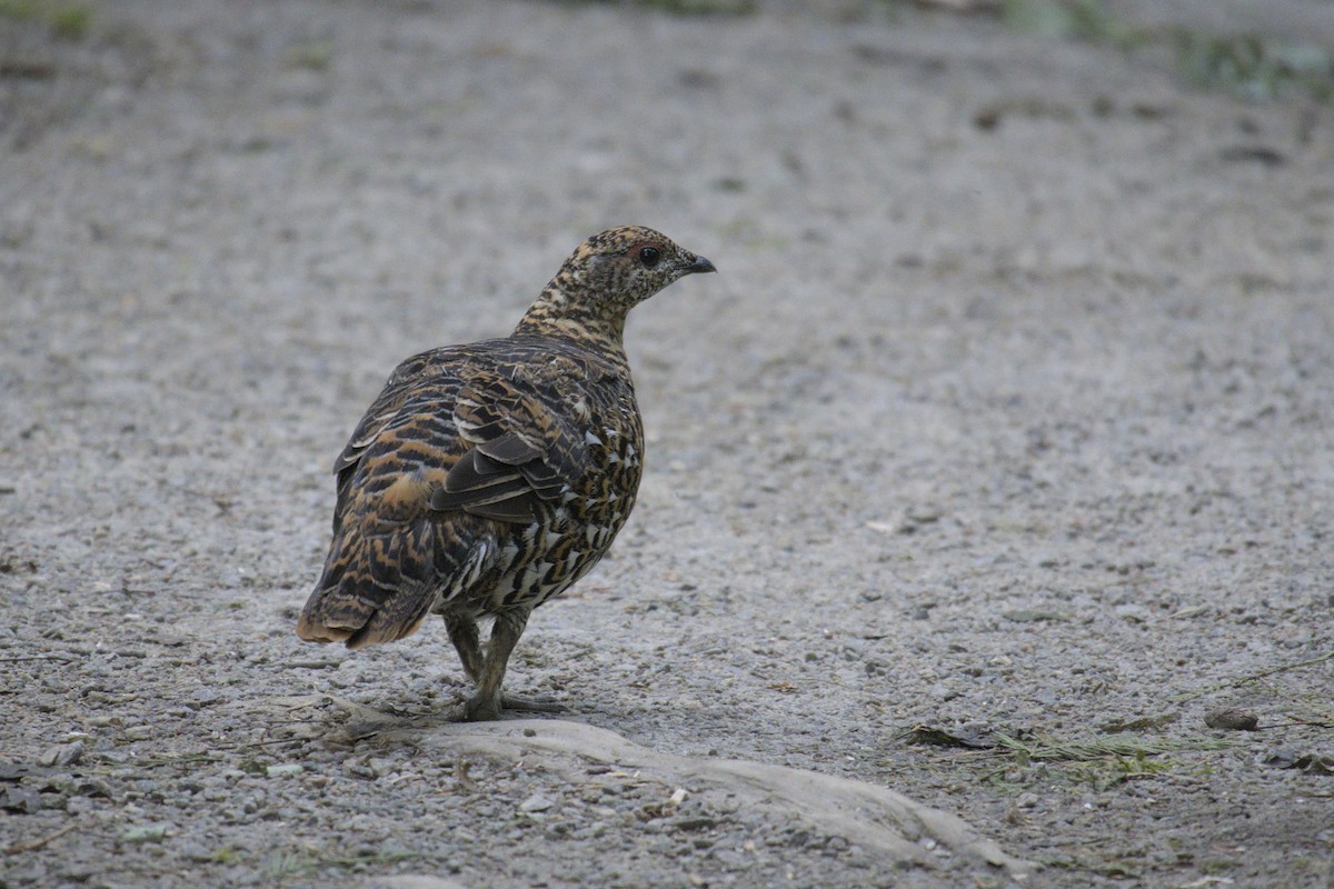 Spruce Grouse - ML623415866