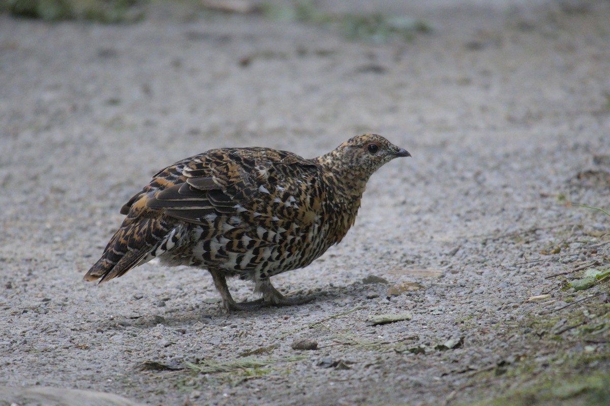 Spruce Grouse - ML623415867