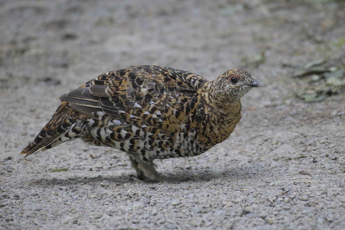 Spruce Grouse - ML623415868