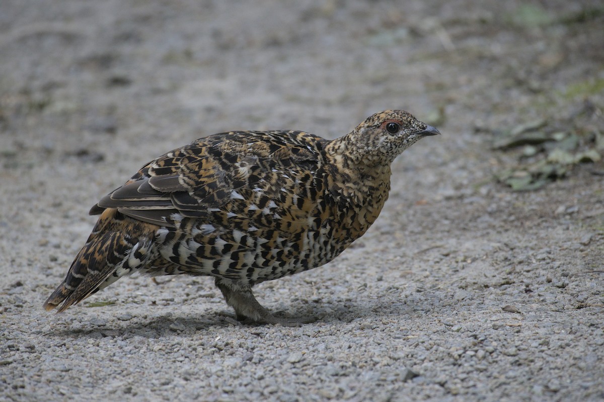 Spruce Grouse - ML623415871