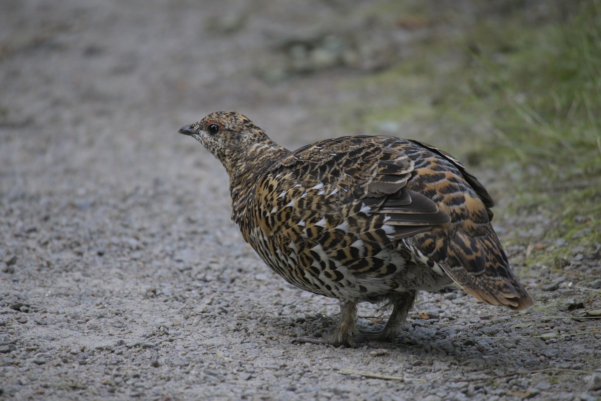 Spruce Grouse - ML623415872