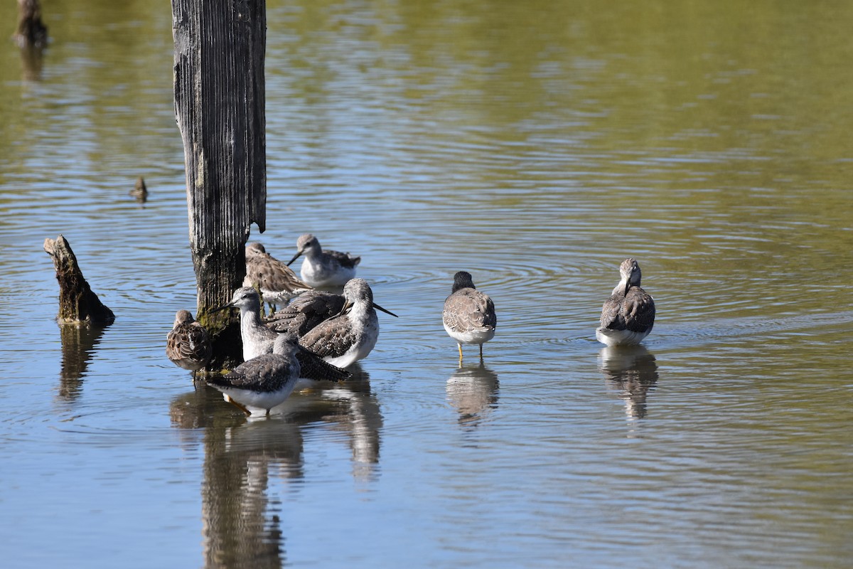vodouš velký - ML623415896