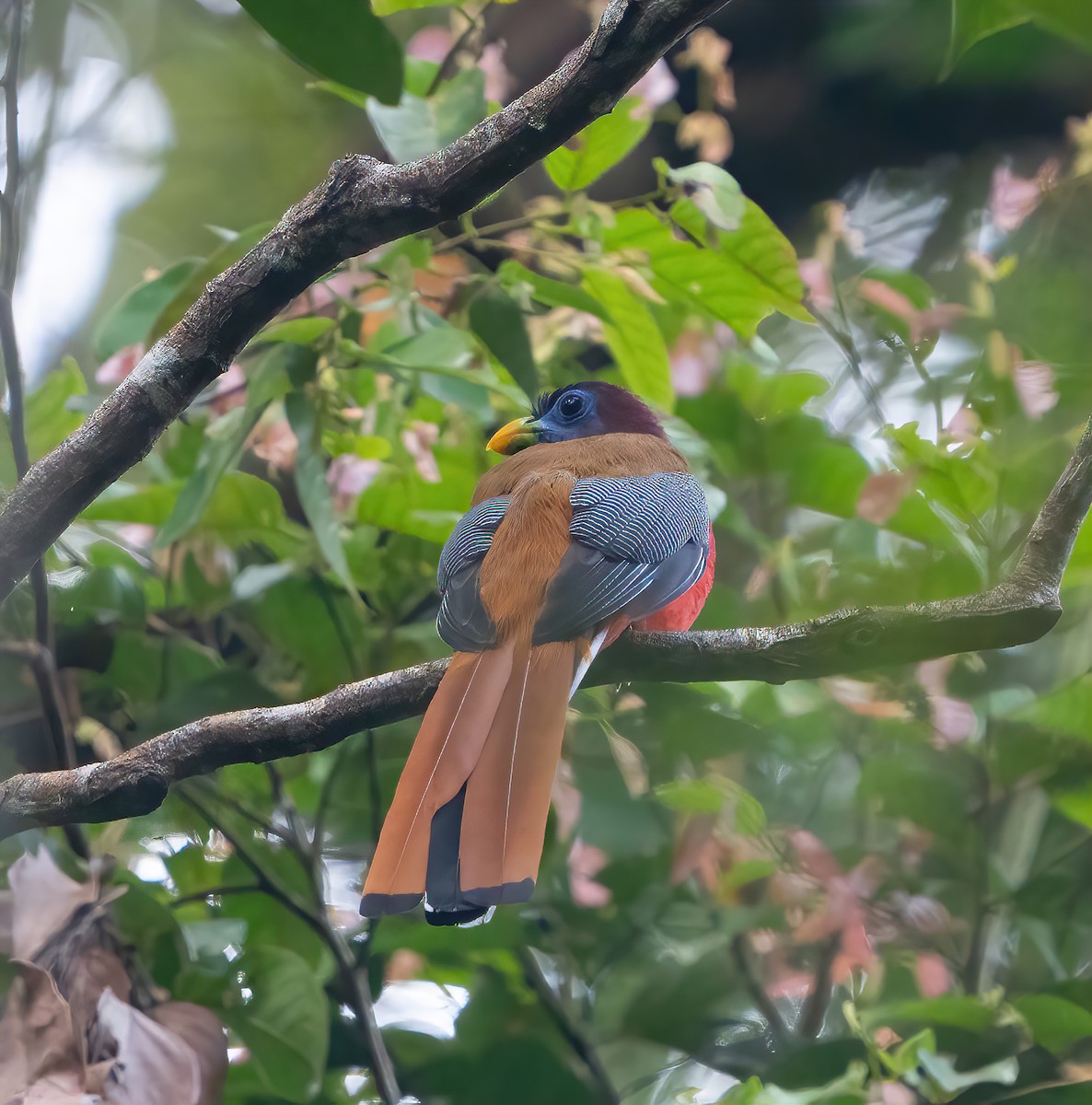 Philippine Trogon - ML623415980