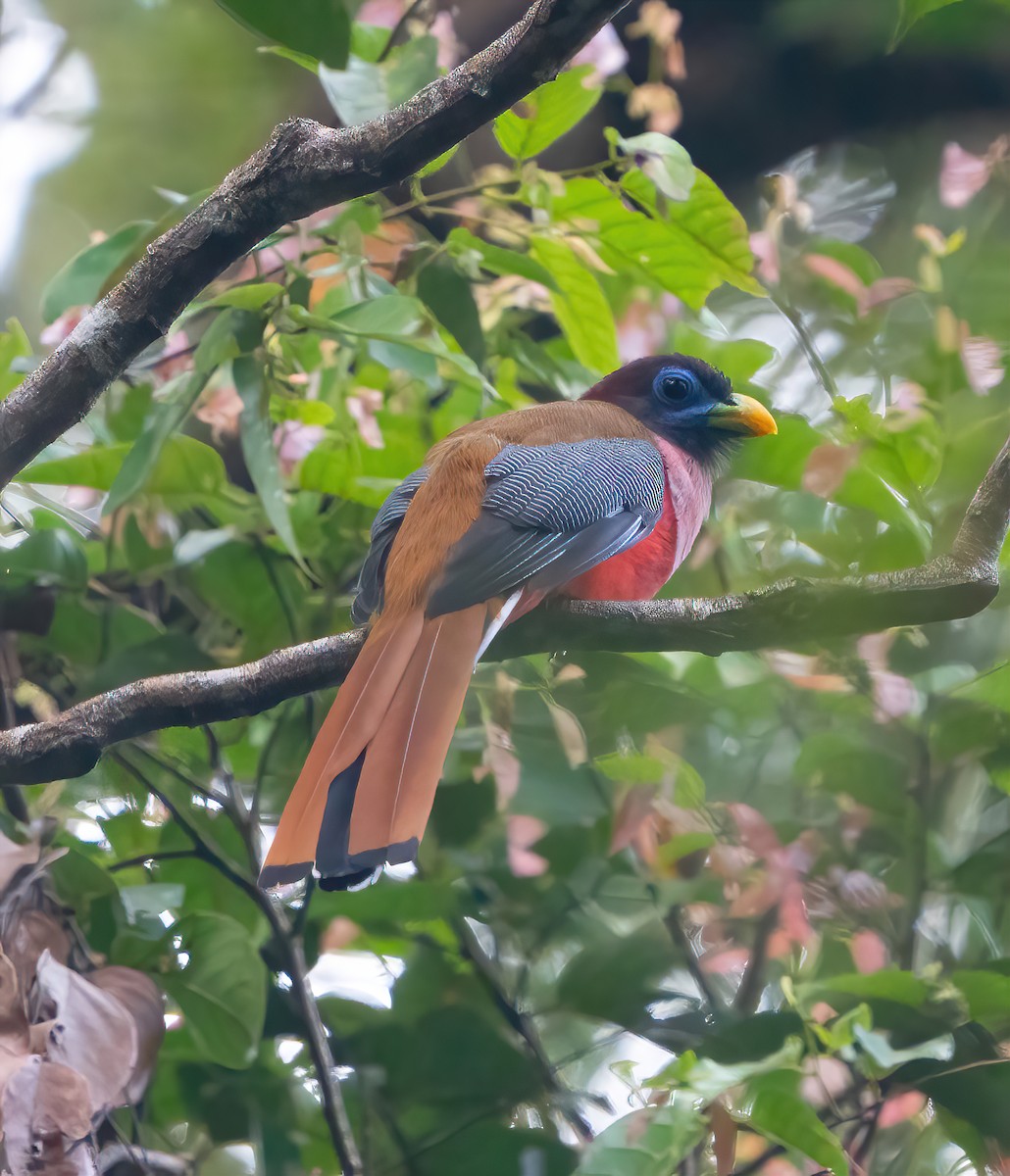 Philippine Trogon - ML623415981