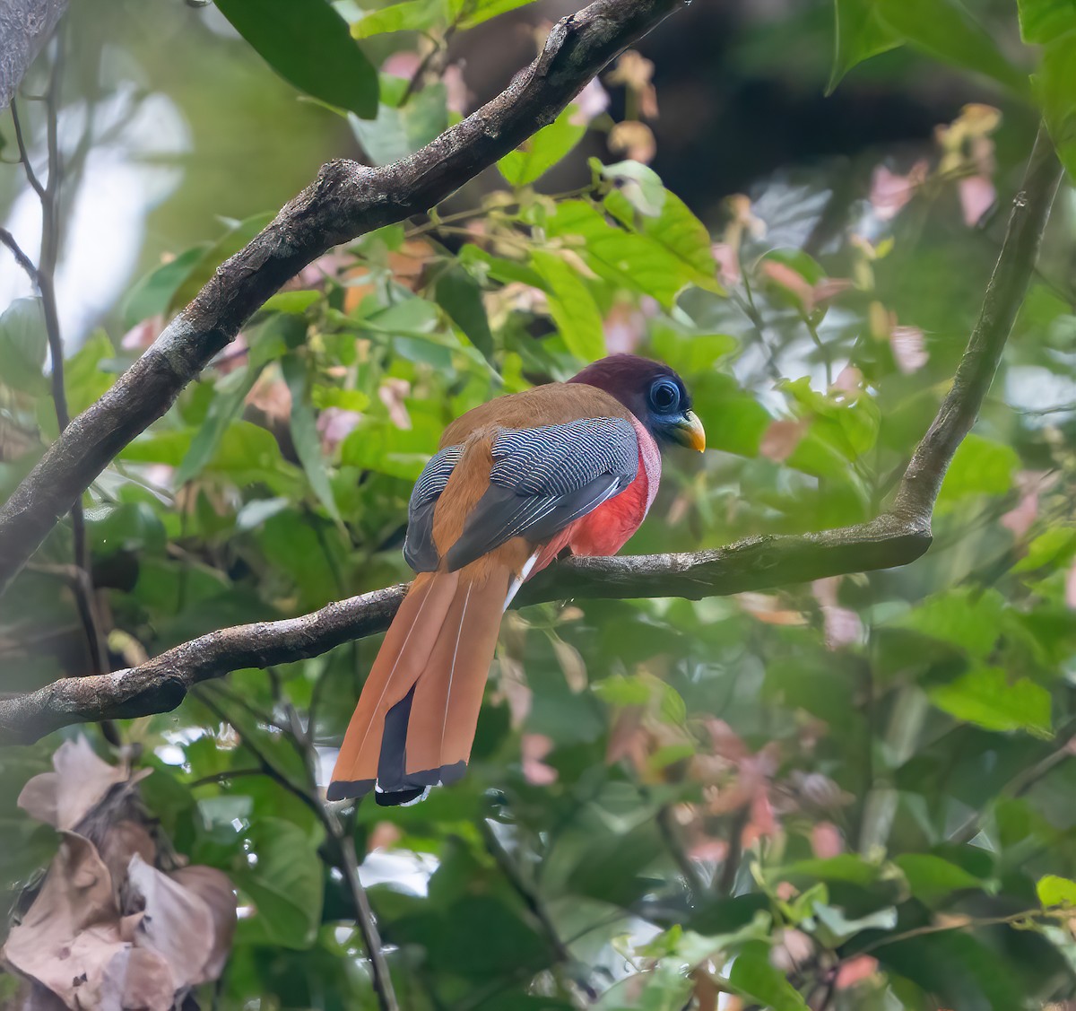 Philippine Trogon - ML623415982