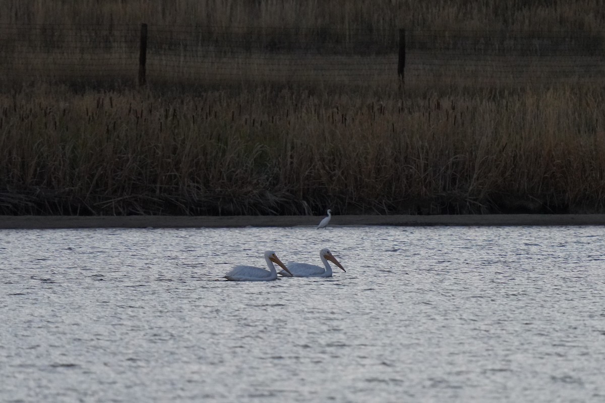 American White Pelican - ML623415986