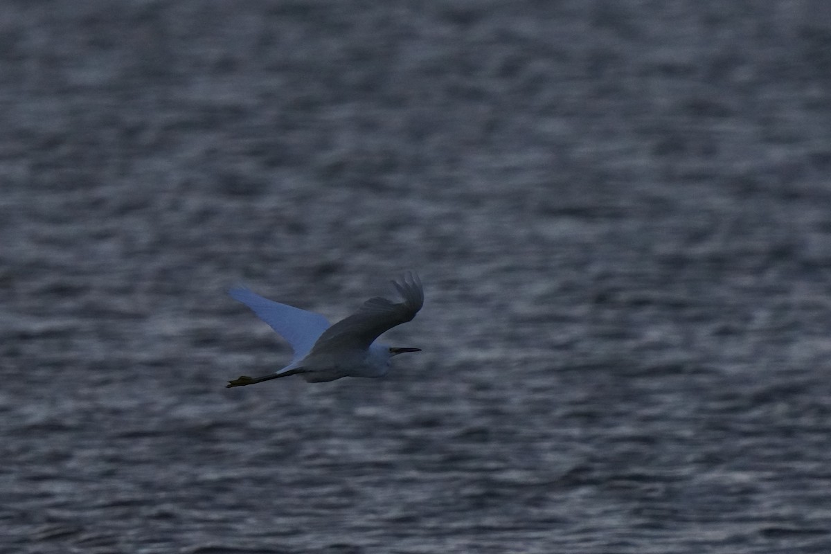 Snowy Egret - ML623415989