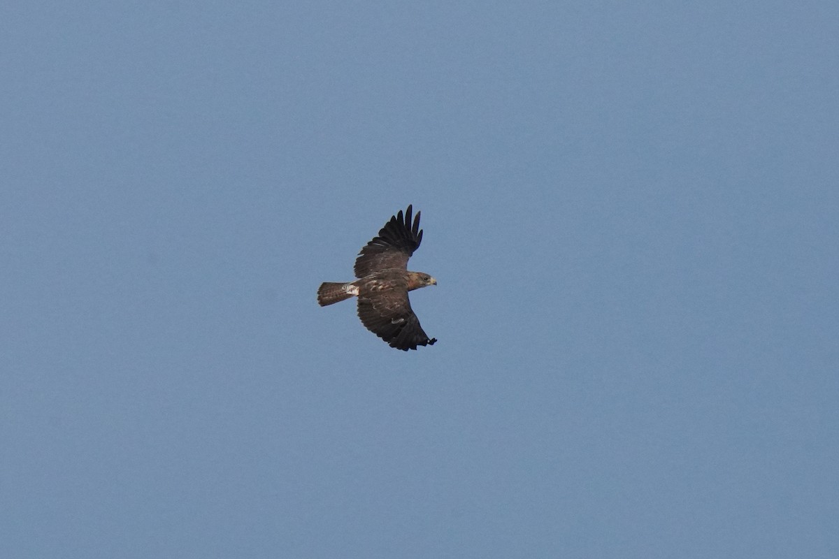 Swainson's Hawk - ML623416005