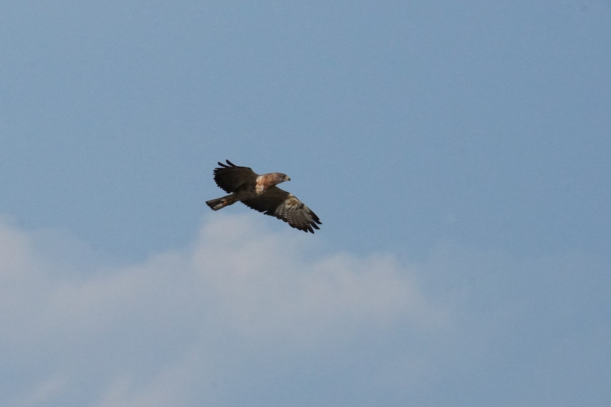 Swainson's Hawk - ML623416006