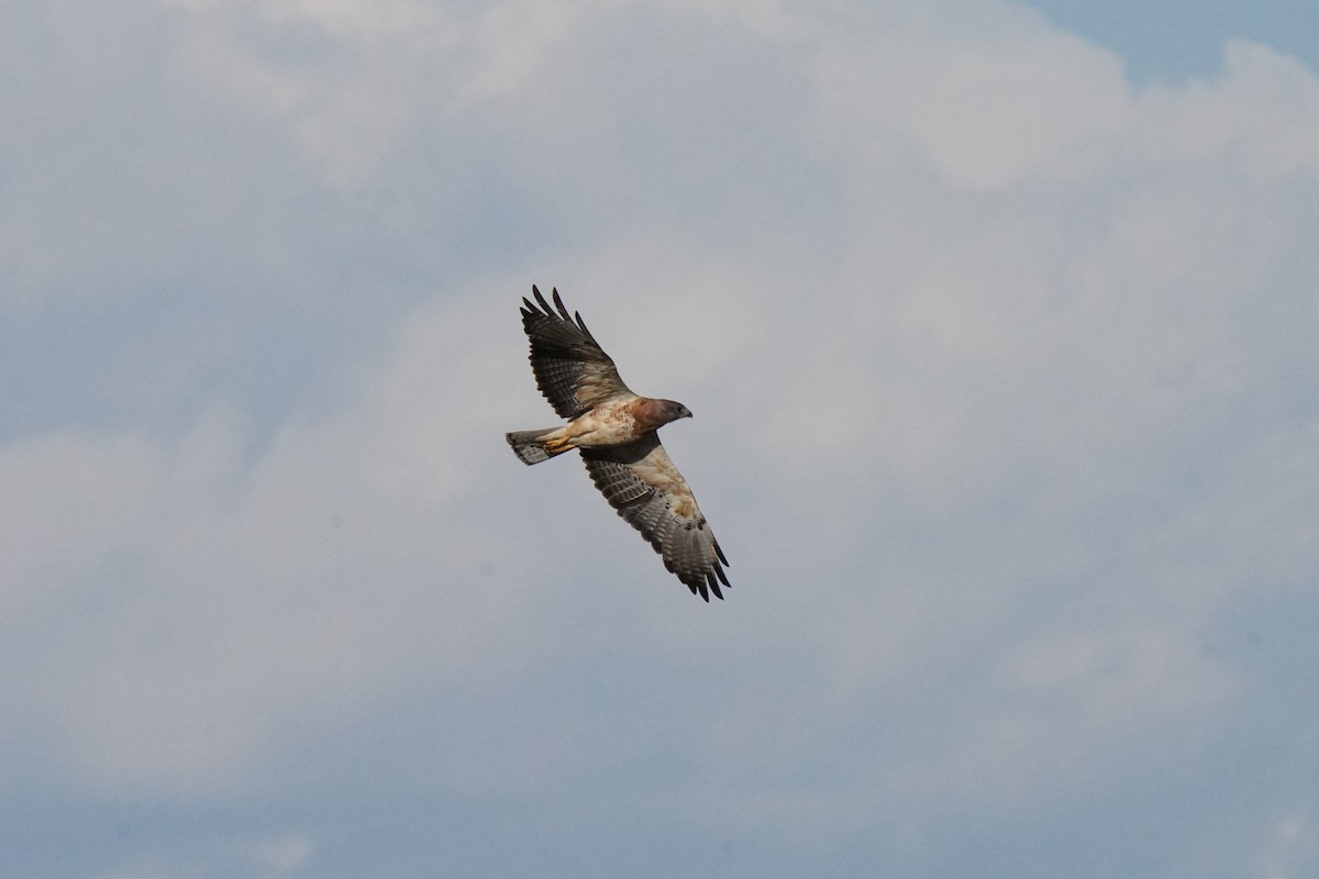 Swainson's Hawk - ML623416007