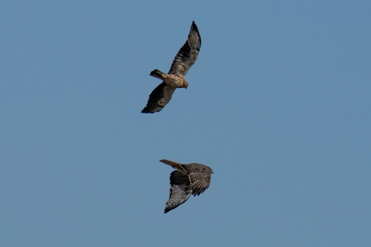 Swainson's Hawk - ML623416008