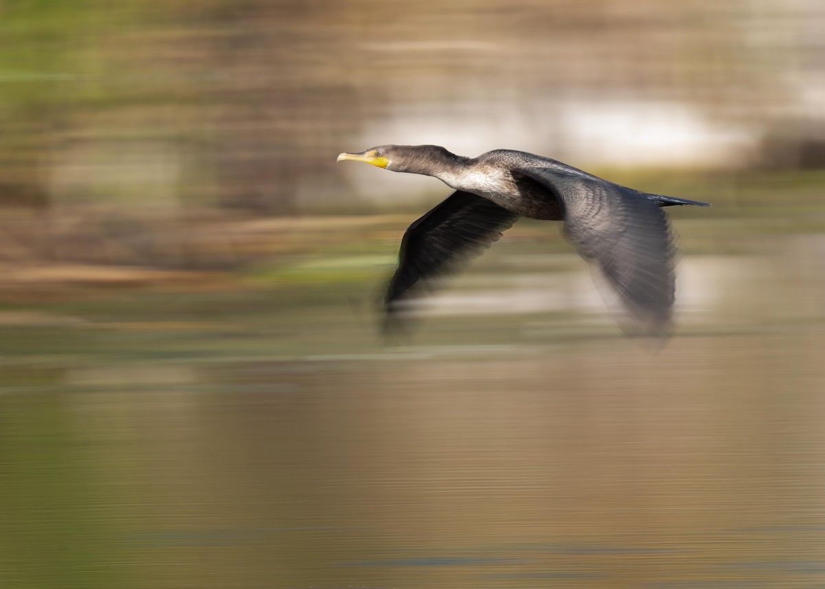 Cormoran à aigrettes - ML623416009