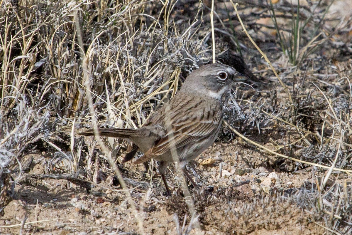 Sagebrush Sparrow - ML62341601