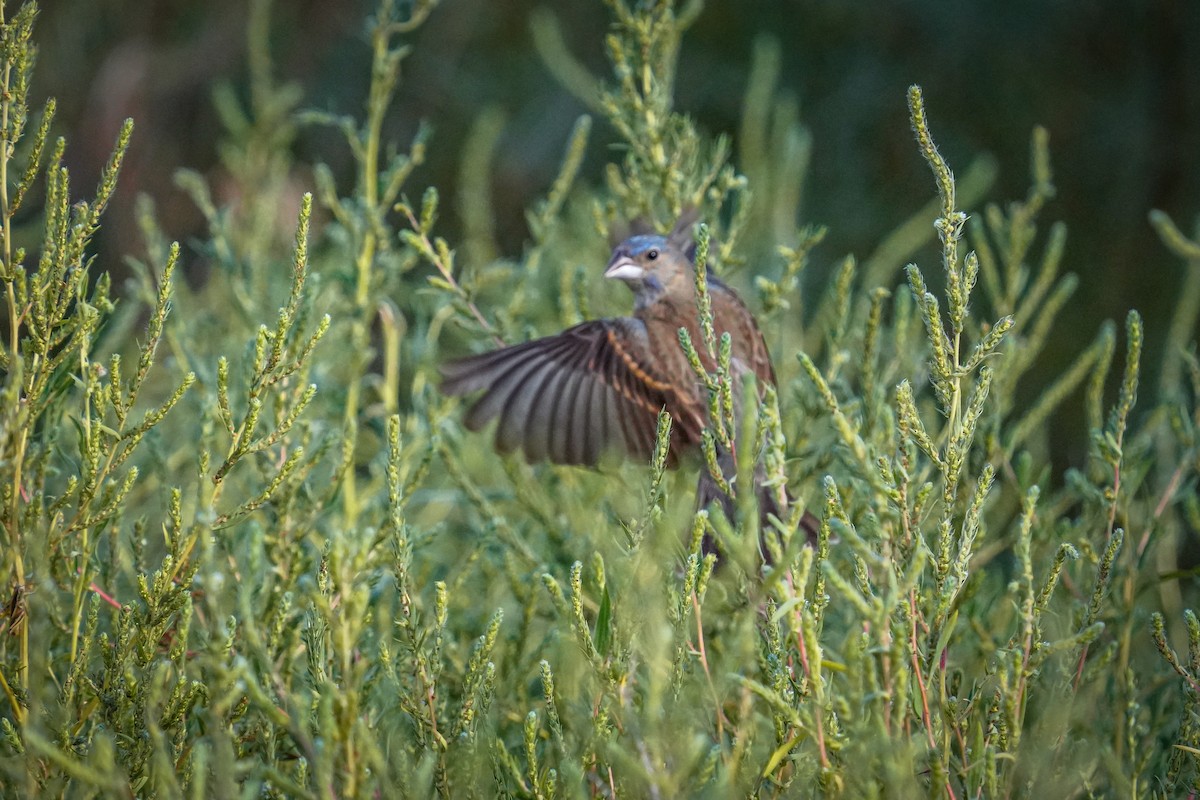 Blue Grosbeak - Laura Sheets