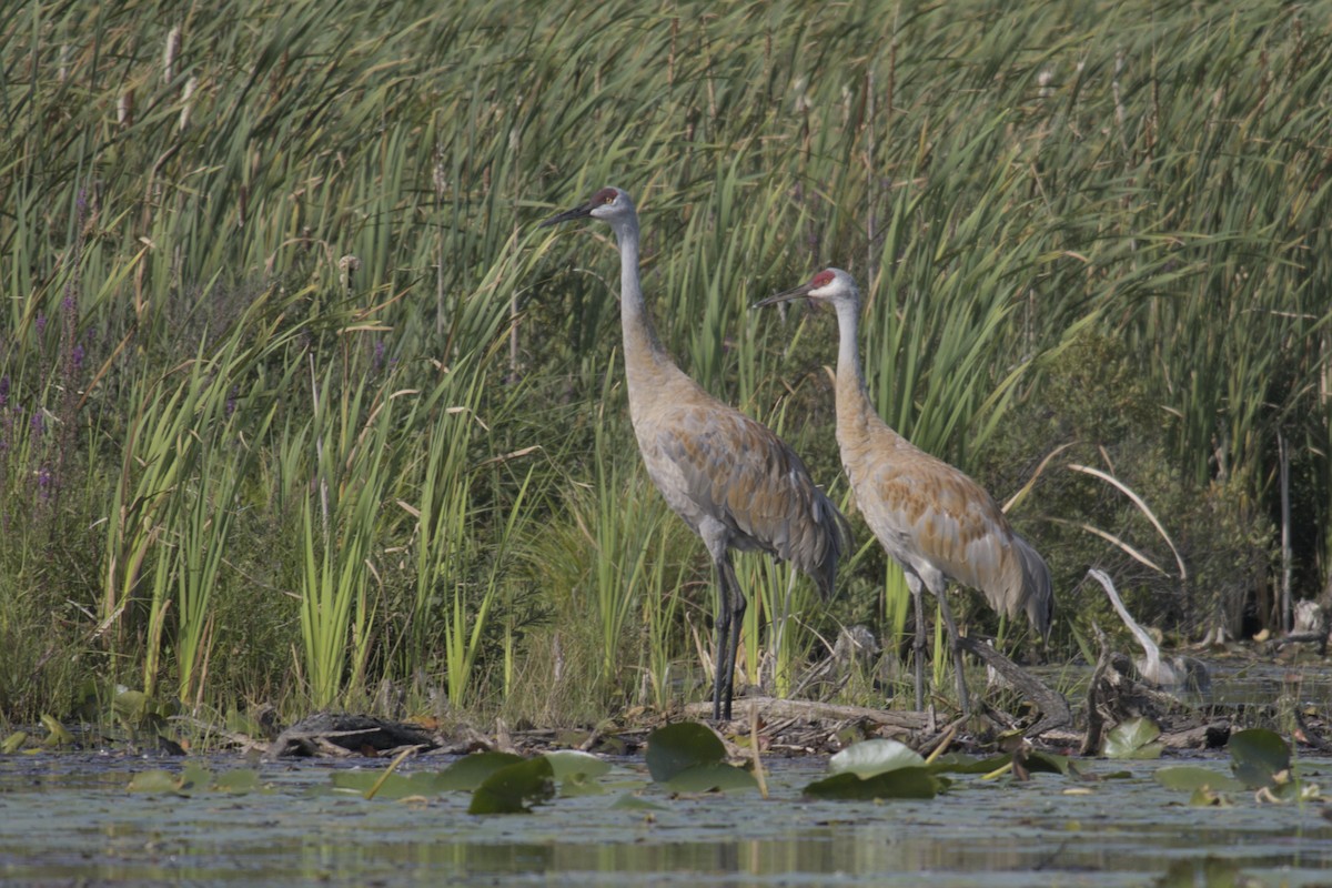 Sandhill Crane - ML623416022