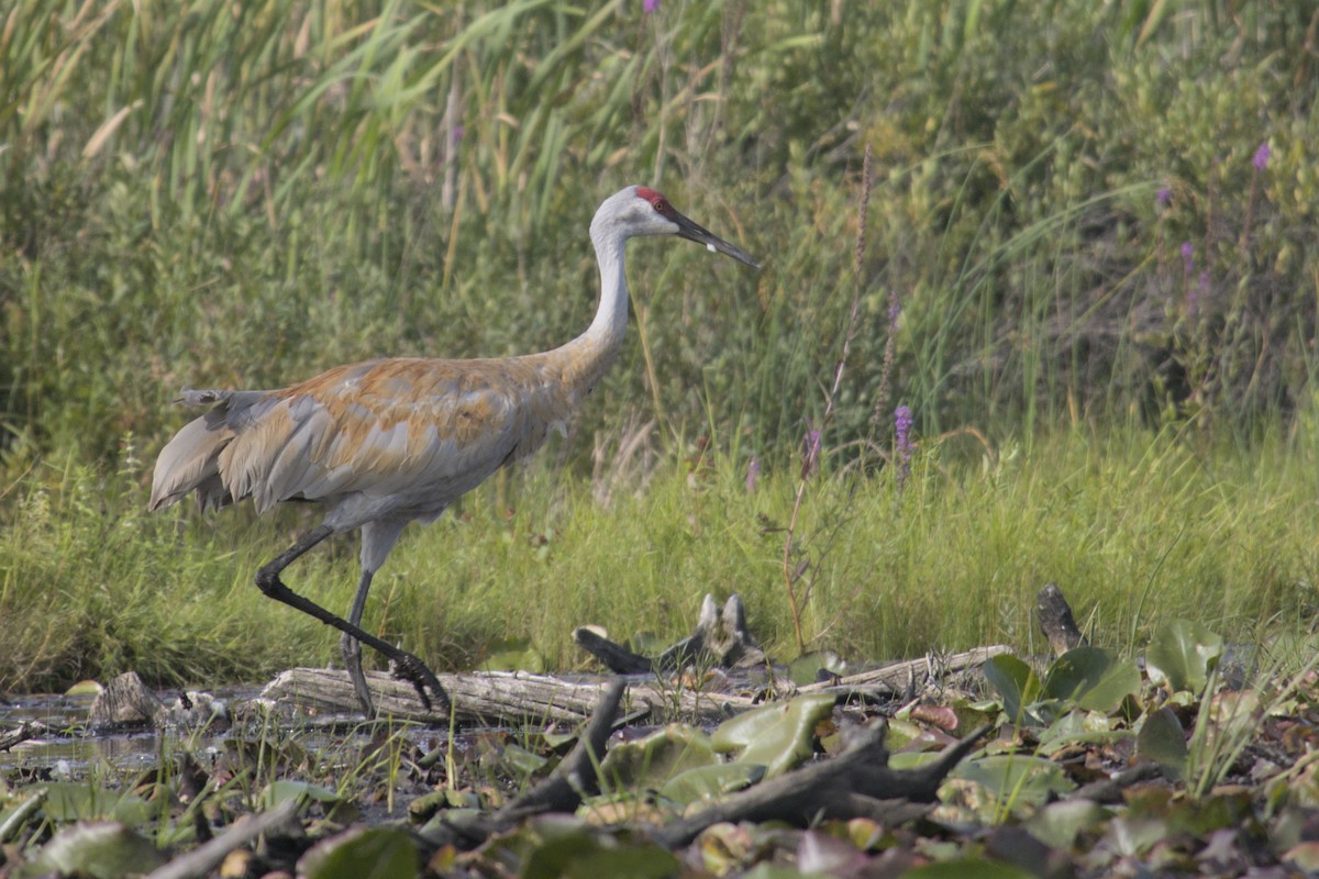 Sandhill Crane - ML623416023