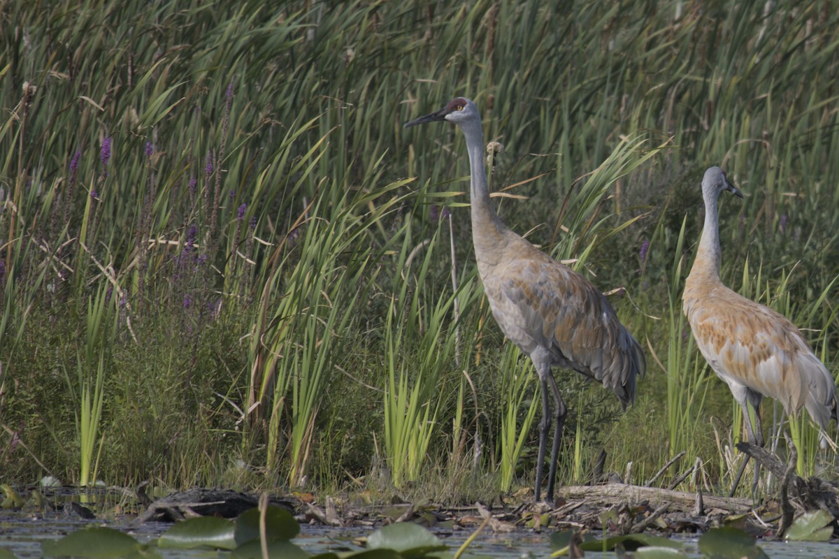 Sandhill Crane - ML623416024