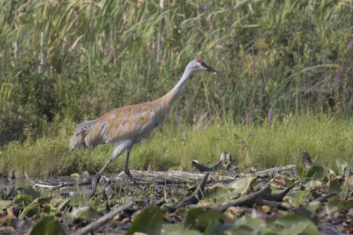 Sandhill Crane - ML623416025