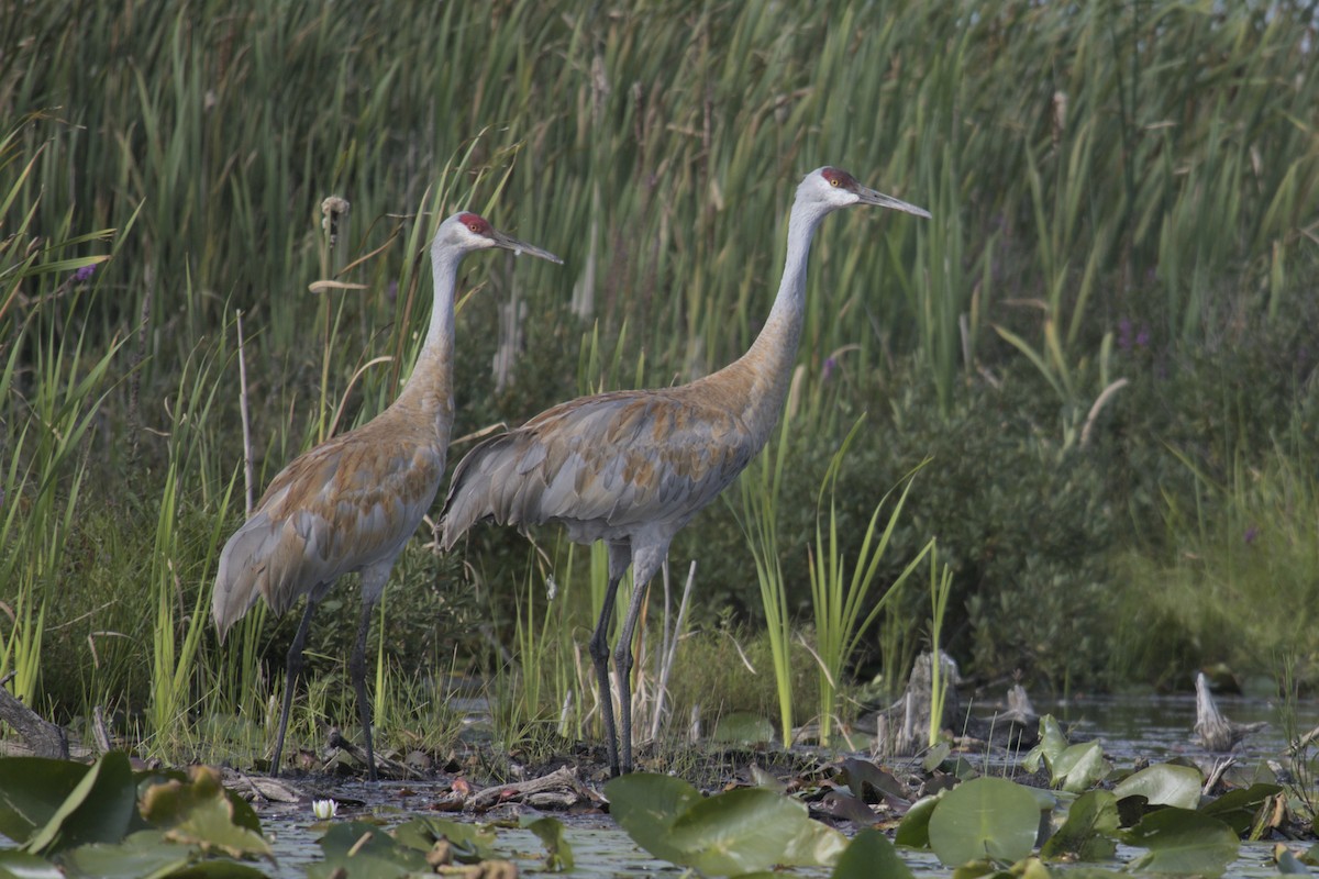 Sandhill Crane - ML623416028