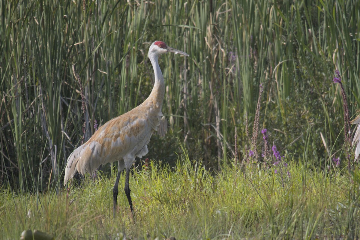 Sandhill Crane - ML623416029