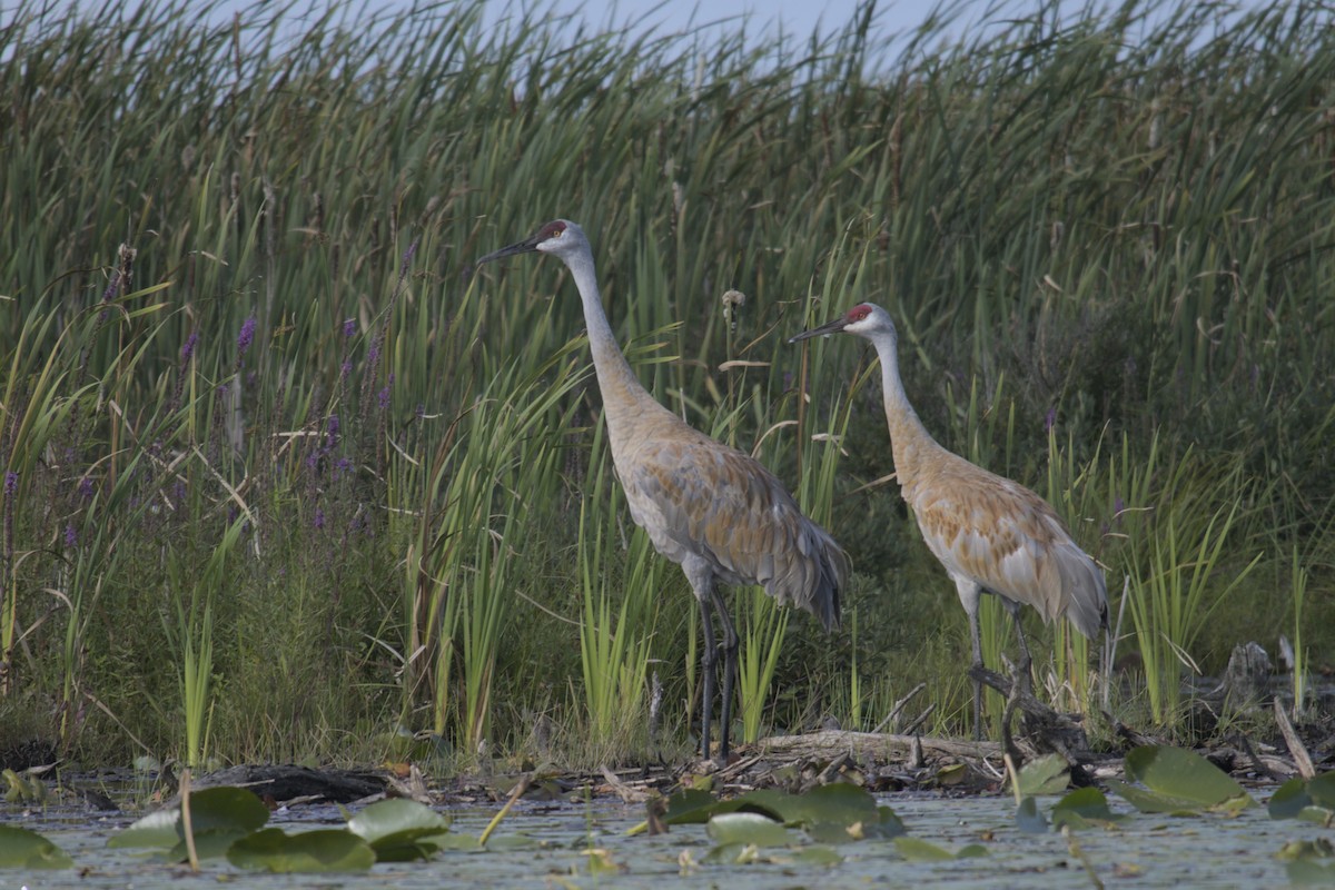Sandhill Crane - ML623416030