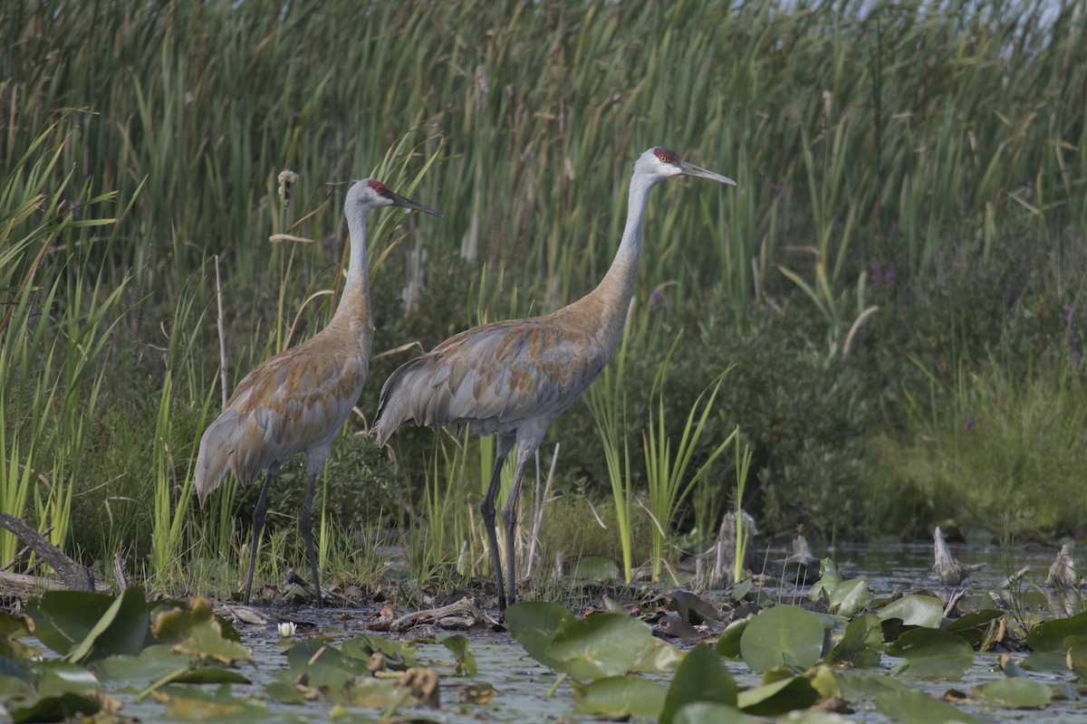 Sandhill Crane - ML623416031