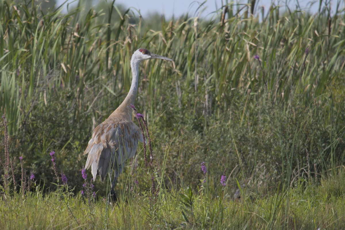 Sandhill Crane - ML623416032