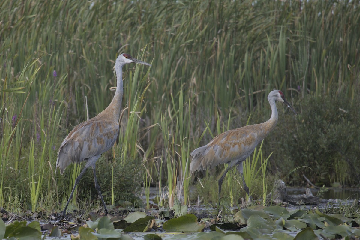 Sandhill Crane - ML623416034