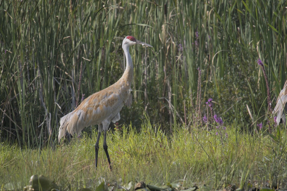 Sandhill Crane - ML623416035