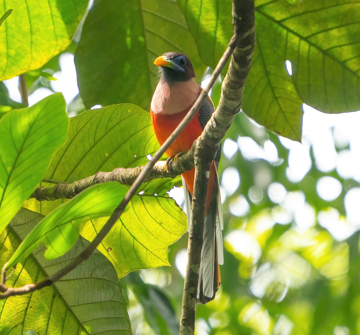 Philippine Trogon - ML623416039