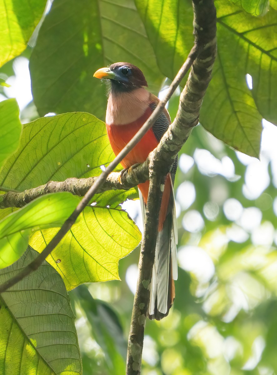 Philippine Trogon - Kevin Pearce