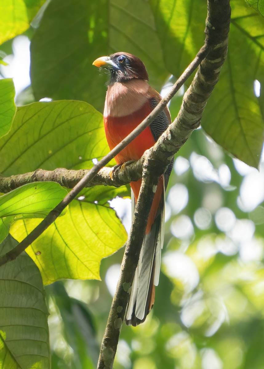 Philippine Trogon - ML623416041