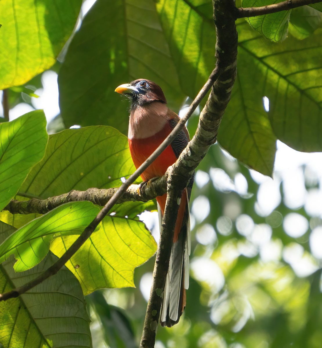 Philippine Trogon - ML623416042