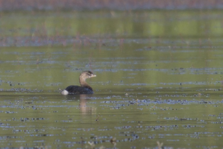 Pied-billed Grebe - ML623416046