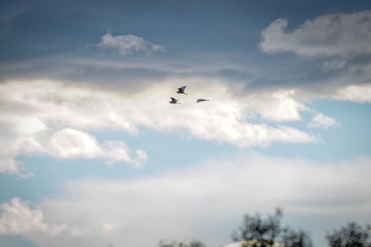 Snowy Egret - ML623416181