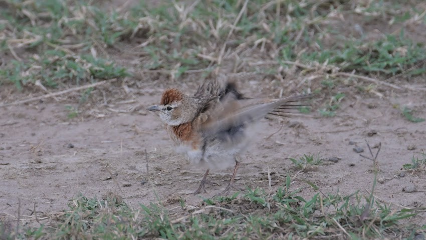 Red-capped Lark - ML623416192